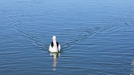 pelikane schwimmen, möwen fliegen vorbei, ruhiges wasser