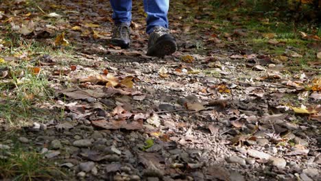 macho adulto en jeans camina por el sendero del bosque