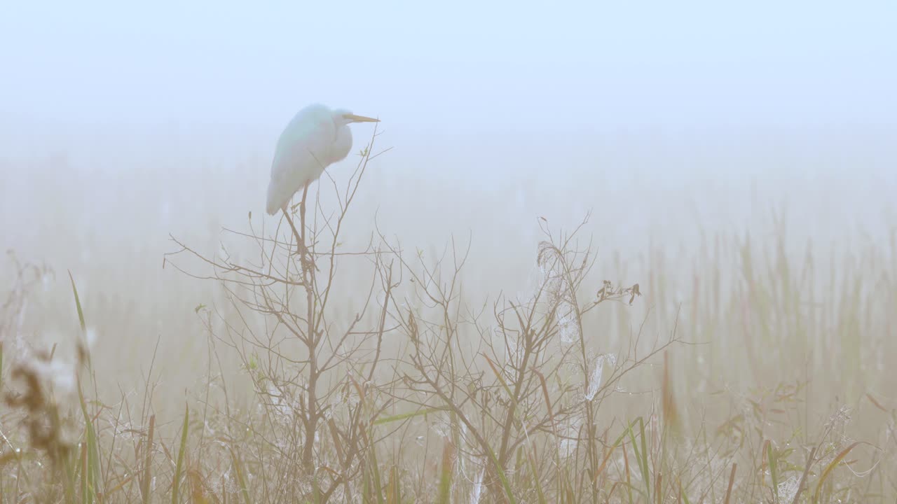 늪에서 안개가 자욱한 아침에 흰 백로와 branche에 자리 잡고