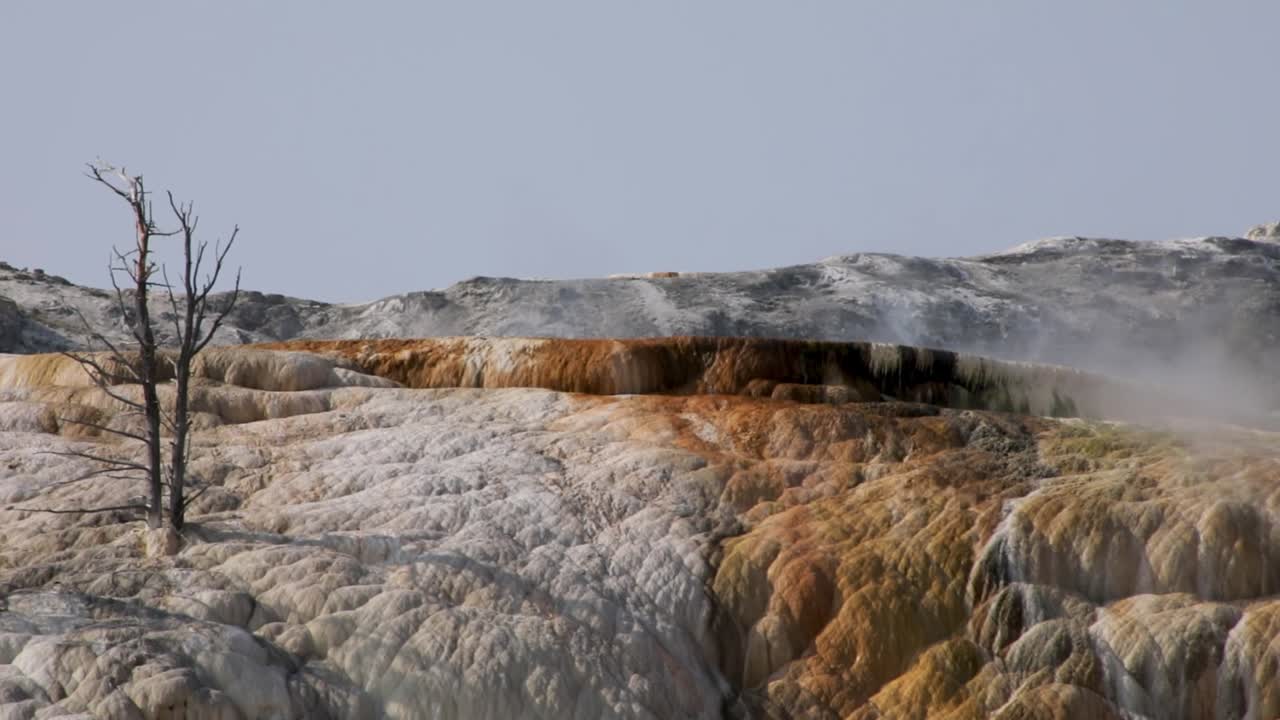 여름 동안 미국 와이오밍주 옐로스톤 국립공원에서 석회화 석회암이 있는 매머드 온천 위로 증기가 솟아오르고 있습니다.