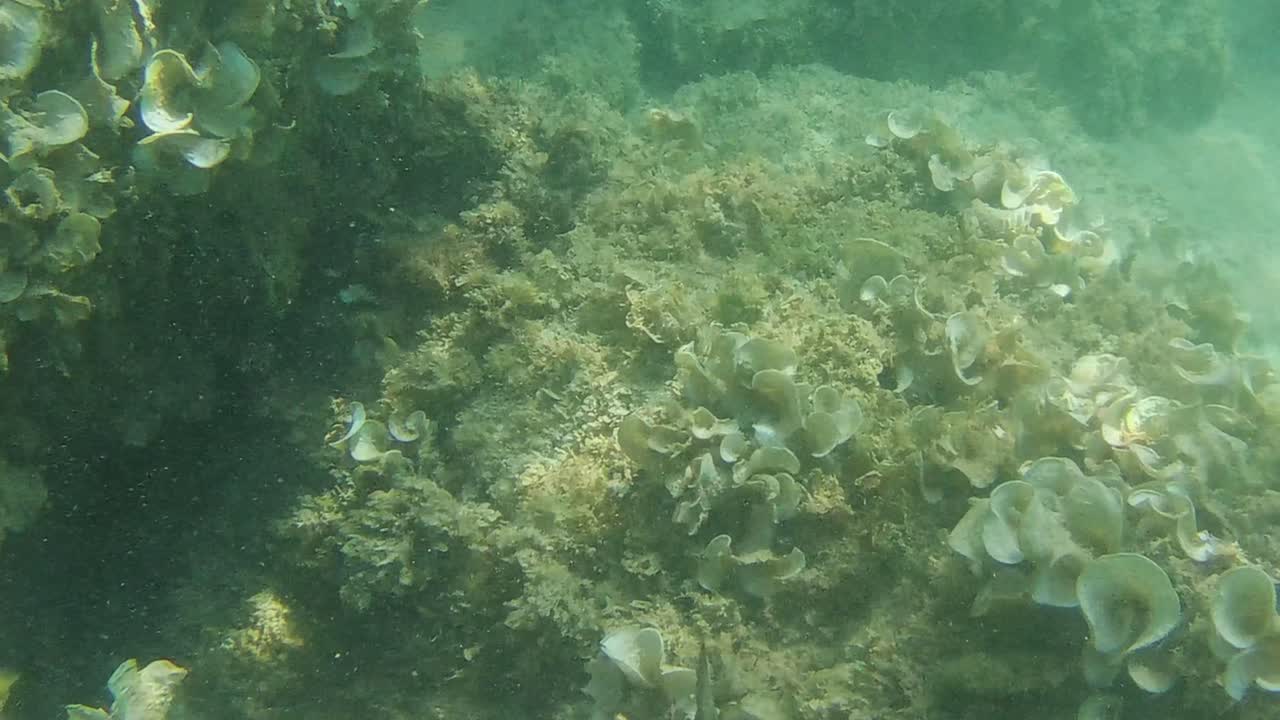 Diverse specie di pesci mediterranei insieme