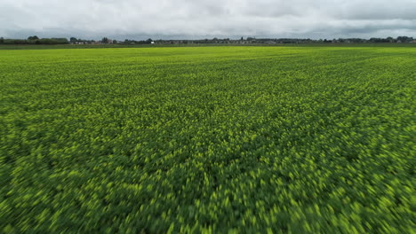 Fast-drone-shot-flying-over-flower-fields-with-yellow-flowers-on-a-grey-day-with-motion-blur