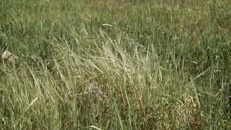 spikes of wheat moving slowly in the wind