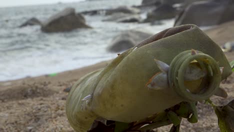 Washed-up-plastic-bottle-stuck-on-a-tree-branch-on-a-beachfront,-steady-shot