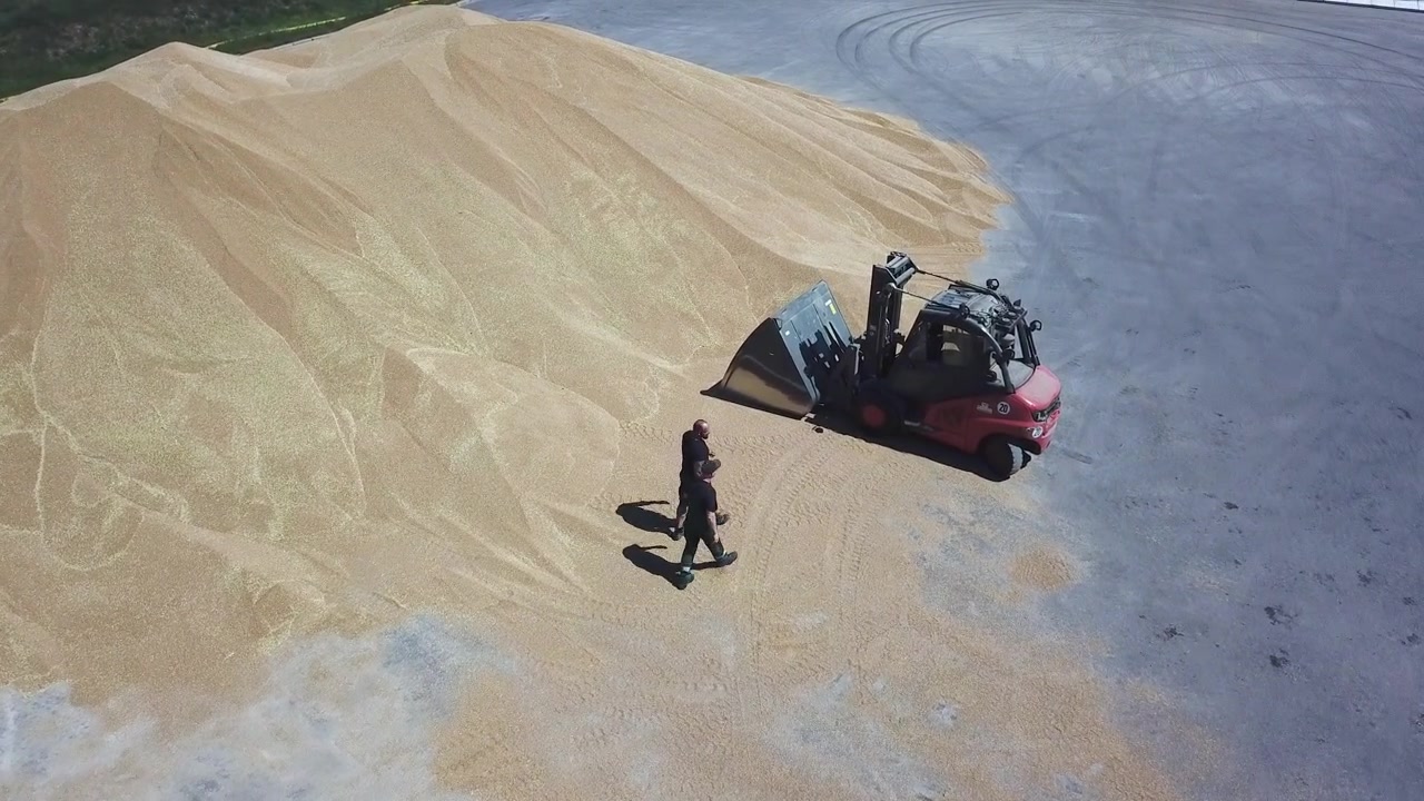 Grano raccolto e persone che camminano verso un carrello elevatore rosso 4K - agricoltura.