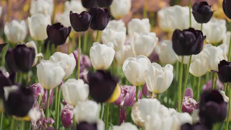 Un-Hermoso-Macizo-De-Flores-Está-Lleno-De-Tulipanes-En-Flor---Flores-Blancas,-Negras-Y-Rosas