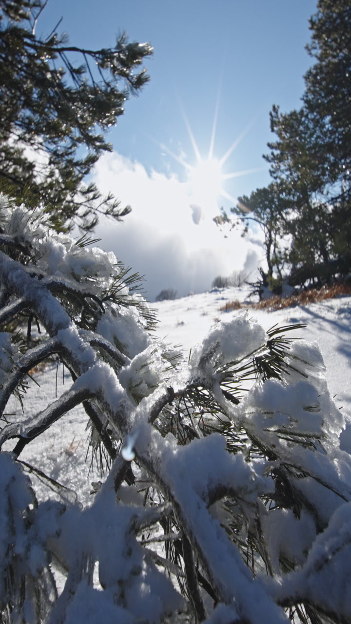 Winter sunlight on snowy branches creates a serene, peaceful atmosphere