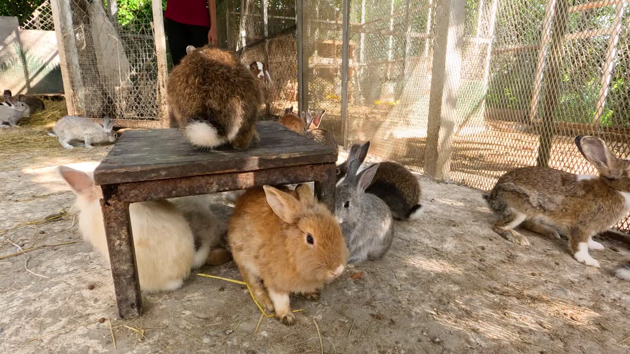 보호구역에 있는 토끼