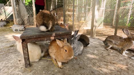 rabbits in a enclosure