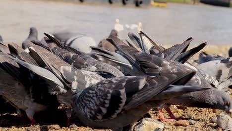 pigeons having a feed no a bank of a river