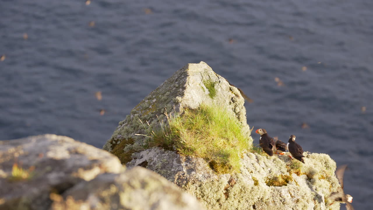 모두 날아가기 전에 절벽 가장자리에 서 있는 많은 퍼핀 무리, 슬로우 모션