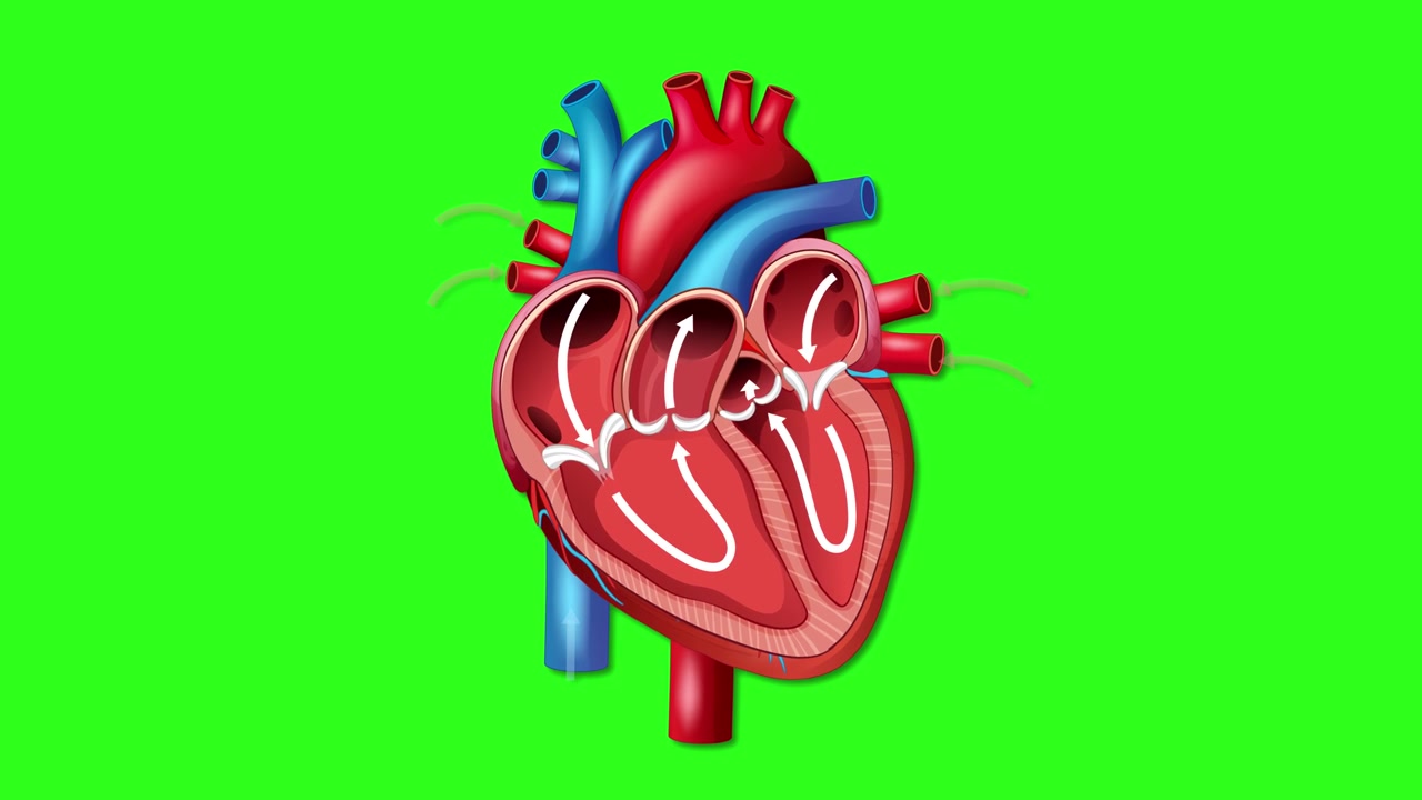 Sezione trasversale anatomica di un cuore umano che batte con frecce bianche che indicano la circolazione sanguigna interna