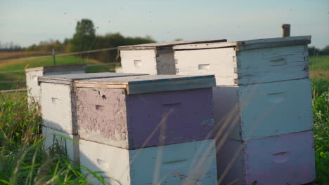 Organic-honey-bee-hives-in-a-green-pasture