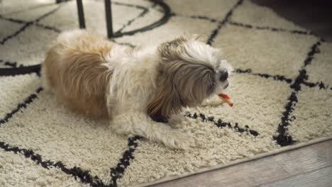 boomer dog chewing on chew stick treat on living room rug, down medium shot