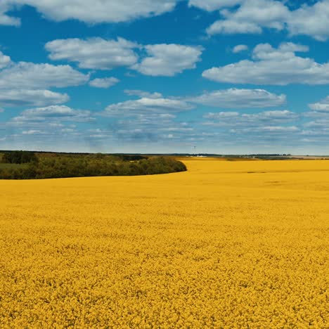 wonderful natural landscape. yellow field blooming under blue sky with white clouds. agricultural field in farmland. aerial view.