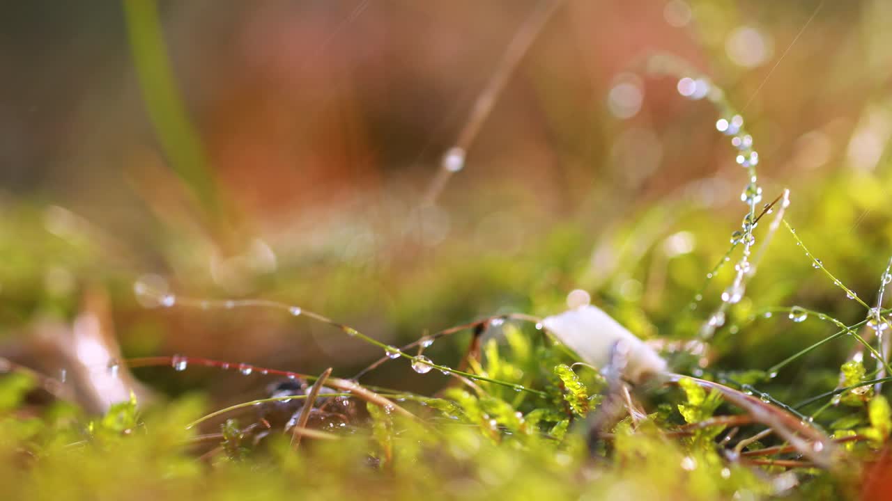 추상적인 여름 비의 흐릿한 배경은  ⁇ 은 숲의 클로즈업입니다. 자연 배경.