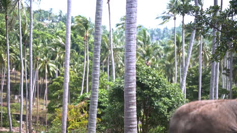 Asiatischer-Elefant-Wirft-Schmutz-Auf-Seinen-Kopf-Im-Palmendschungel,-Thailand