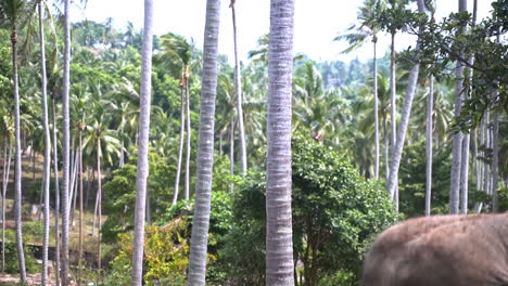 elefante asiático arrojando tierra sobre su cabeza en la selva de palmeras, tailandia