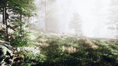 Mágico-Paisaje-Oscuro-Del-Bosque-Otoñal-Con-Rayos-De-Luz-Cálida