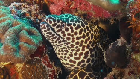 Honeycomb-moray-eel-super-close-up-showing-teeth