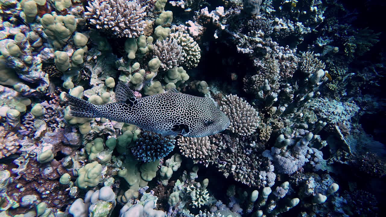 透明な水中環境で、鮮やかなサンゴ礁の中を泳ぐ斑点のある魚。