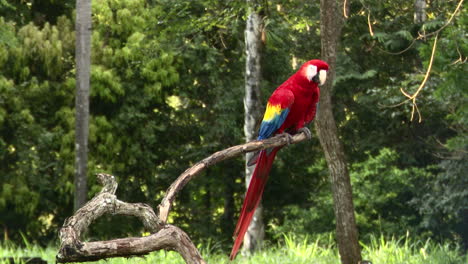 Guacamaya-Roja-Posada-En-Una-Rama,-Costa-Rica