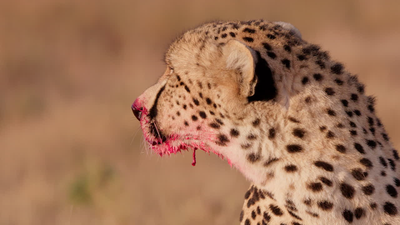 Close up shot of one eyed cheetah's head surveying the savanna