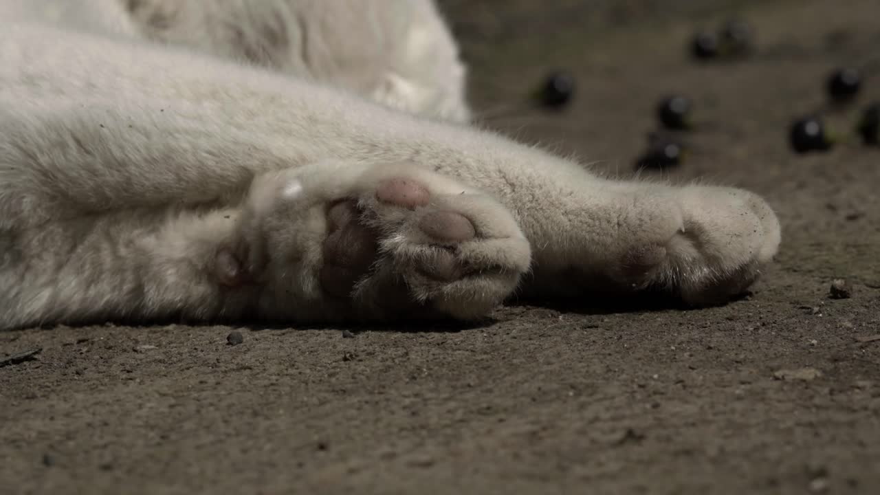 Nahaufnahme der süßen weißen Pfoten einer weißen Katze