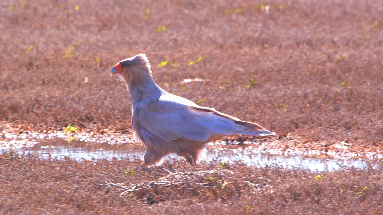 caracara de cresta caminando sobre la hierba seca junto a una pequeña piscina de agua retroiluminada
