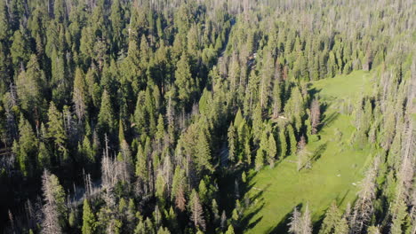 Vista-Aérea-Sobre-árboles-Altos-En-El-Bosque-Nacional-De-Secuoyas,-California