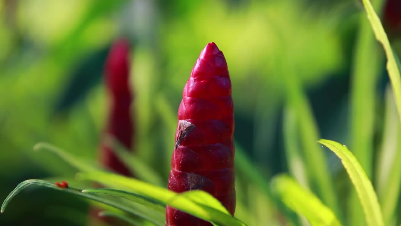 Tight Shot of Red Button Ginger With Ant