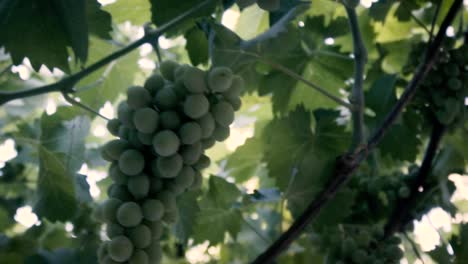 Filmado-En-Cámara-Lenta,-árbol-De-Uva-Orgánica,-Hoja-Y-Uvas-Verdes-Inmaduras-En-Chile