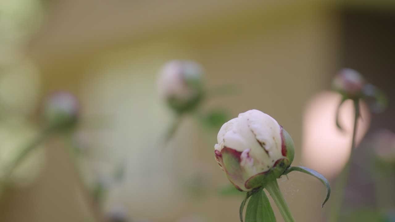 Close up look in slow motion of poppy plants