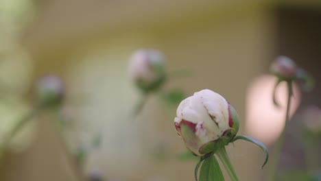 Close-up-look-in-slow-motion-of-poppy-plants