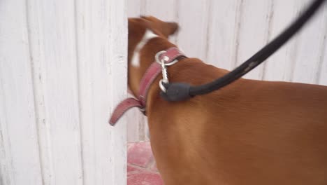 beautiful boxer dog entering back home with his owner from yard wooden door