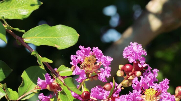 En bie interagerer med livlige rosa blomster