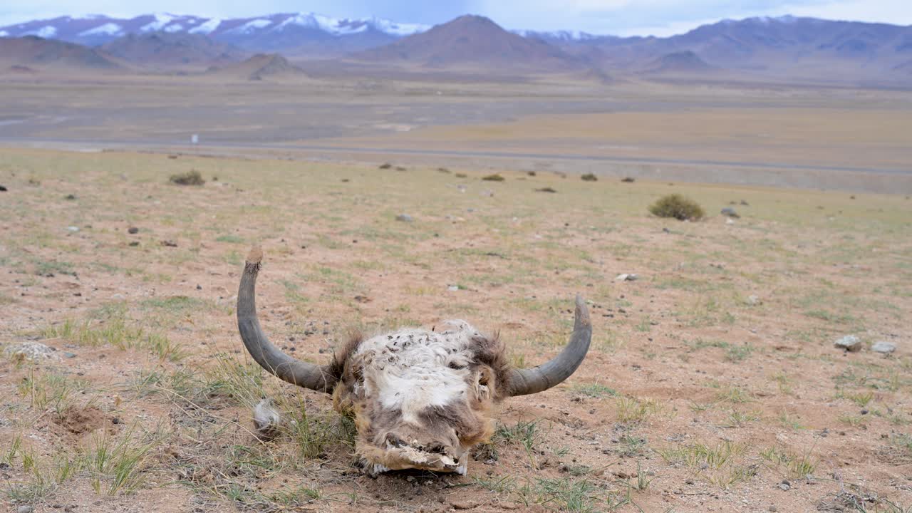 The circle of life in the vast Mongolian wilderness. The skull of a yak rests on the barren plains, a stark reminder of mortality in an unforgiving environment