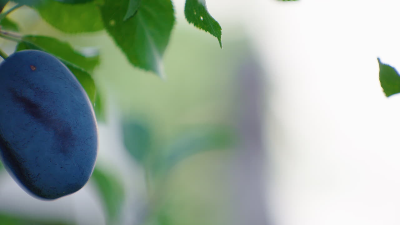 Plums hanging on a tree with green leaves, at summer time, pan
