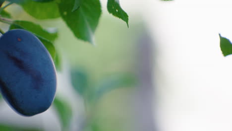 plums hanging on a tree with green leaves, at summer time, pan