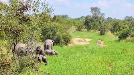 Familienherde-Von-Buschelefanten,-Die-Das-Savannengrasland-Des-Krüger-Nationalparks-Erkunden-Und-Weiden-Lassen