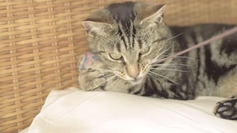 Young-tabby-cat-plays-with-toy-medium-shot