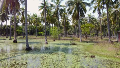 palmeras con reflejo en pondicherry