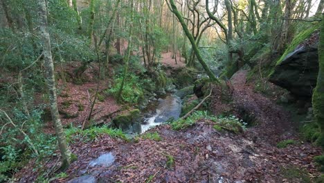 Wanderweg-Durch-Winterwald-Und-Gebirgsbach