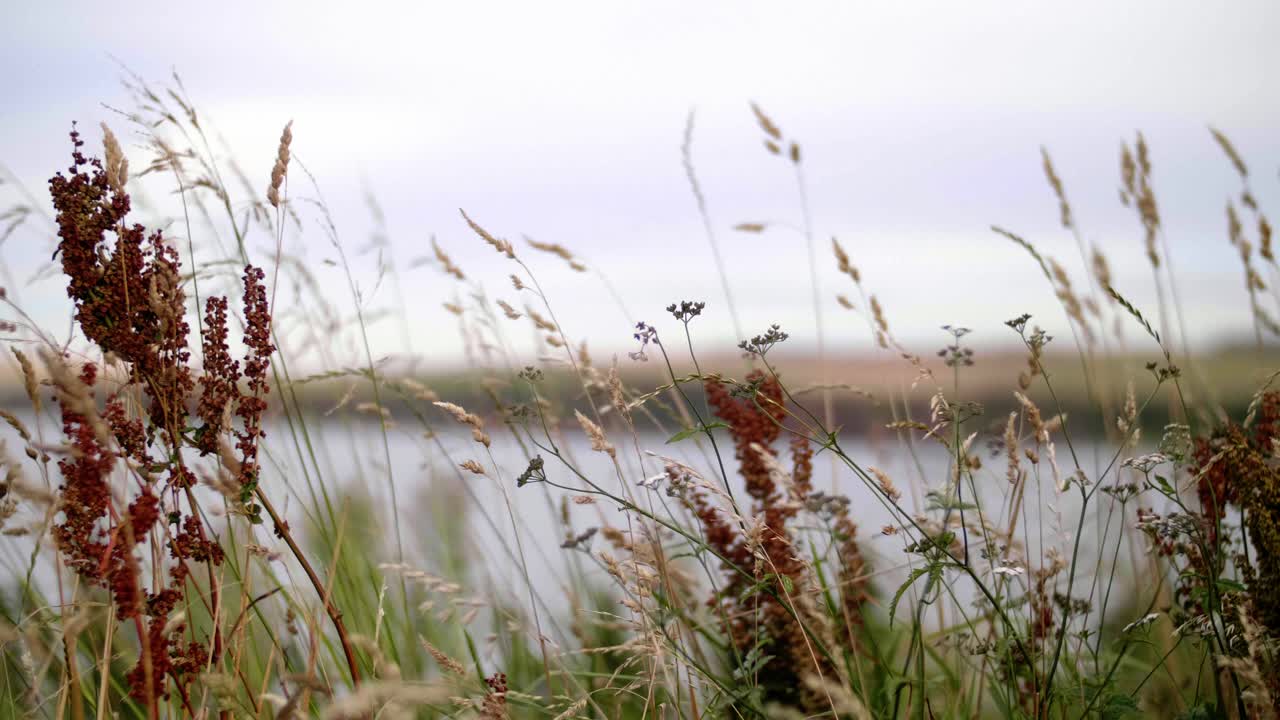 hierba de avena silvestre y pastos de pantano se balancean en la brisa, el agua en el fondo