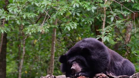 malayan sun bear about to fall asleep, helarctos malayanus