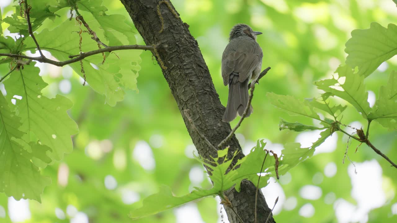 갈색 귀 벌불 명금이 숲에서 지저귀며 노래한다