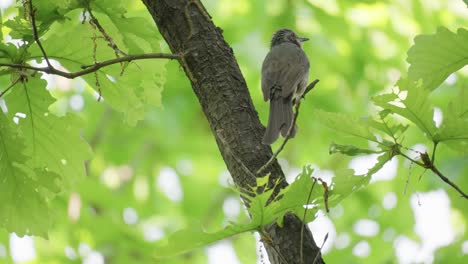 un pájaro cantor bulbul de orejas marrones gorjea y canta en el bosque