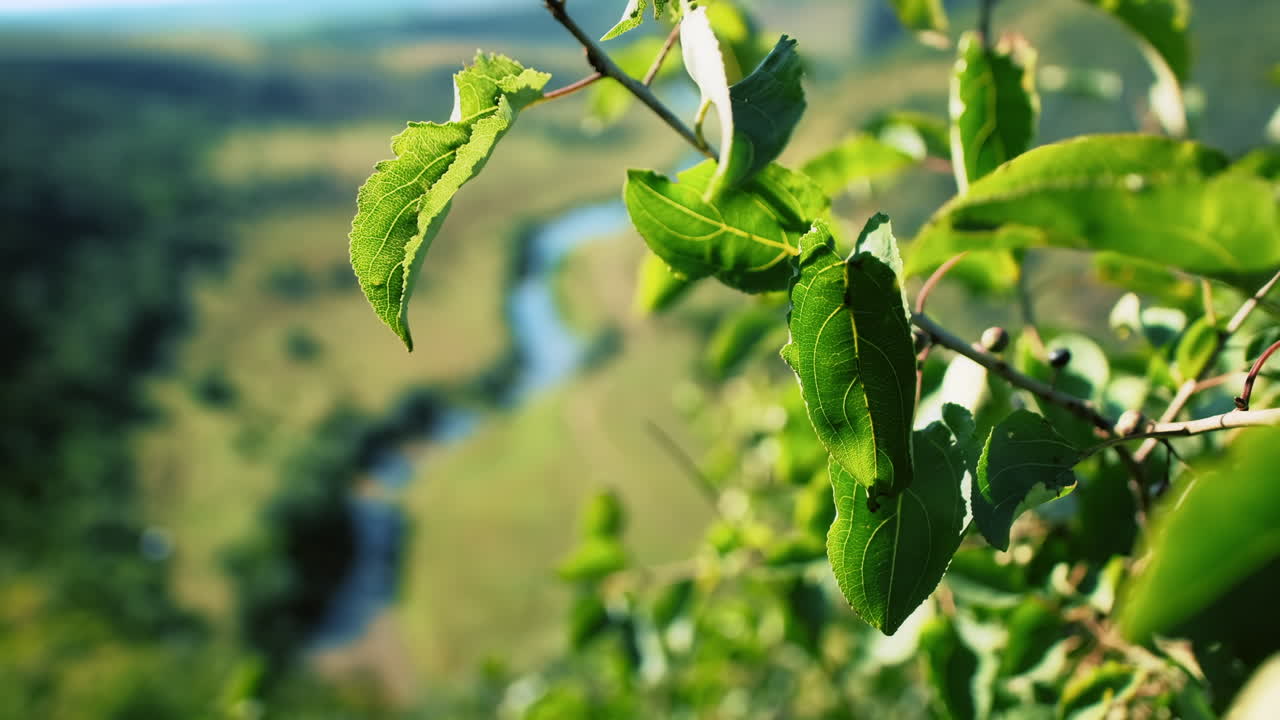 Nature of Moldova. Valley with river, greenery, hills, fields. Tree branches on the foreground