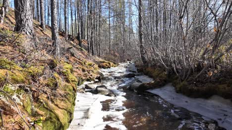 Ein-Ruhiger-Bach-Fließt-An-Einem-Frühen-Frühlingsmorgen-Durch-Einen-Kiefernwald,-Auf-Dem-Boden-Sind-Noch-Schneeflecken-Zu-Sehen