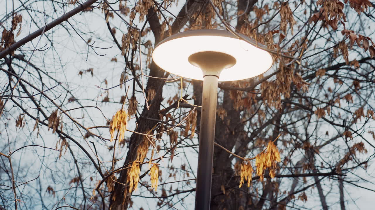 Angle view of glowing street light casting warm light on tree branches with dry leaves during evening in quiet urban park, surrounded by soft natural hues and gentle atmospheric calm